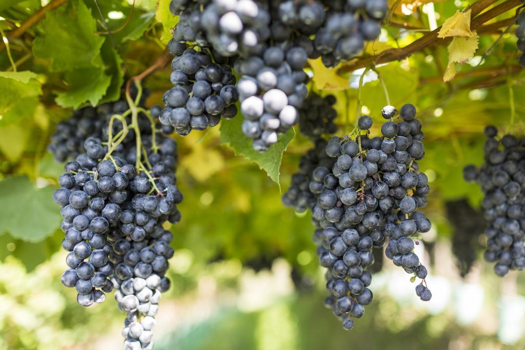 שנה Hotel Weingut Innerleiterhof מראה חיצוני תמונה